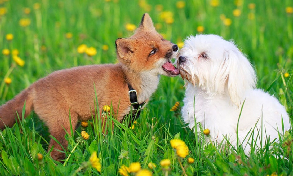 Why Do Dogs Eat Fox Poo