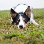 Why Do Dogs Eat Sheep Poo