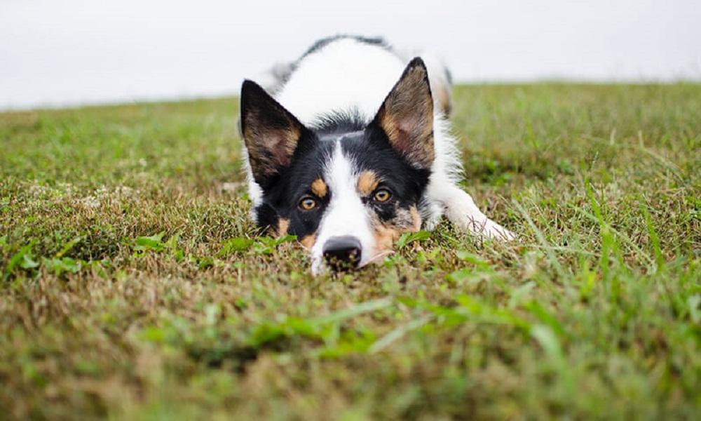 Why Do Dogs Eat Sheep Poo