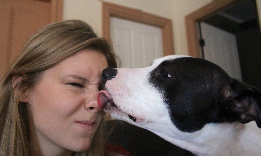 Why Do Dogs Lick Your Nose