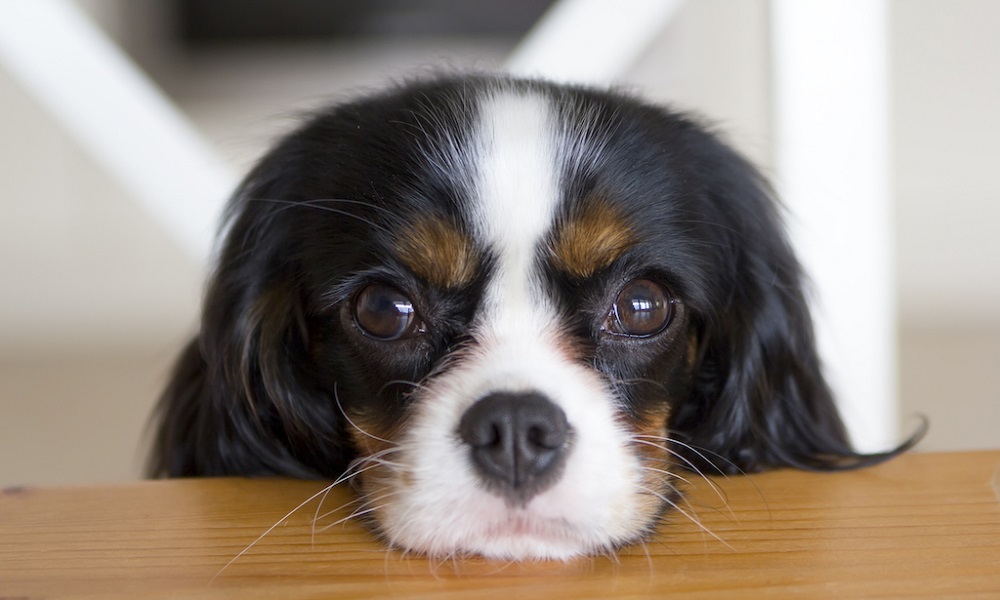 Why Do Dogs Look Away When You Eat