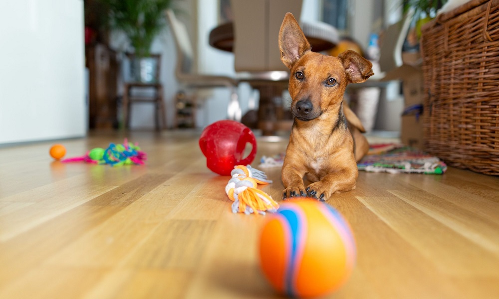 Why Do Dogs Roll on Their Toys