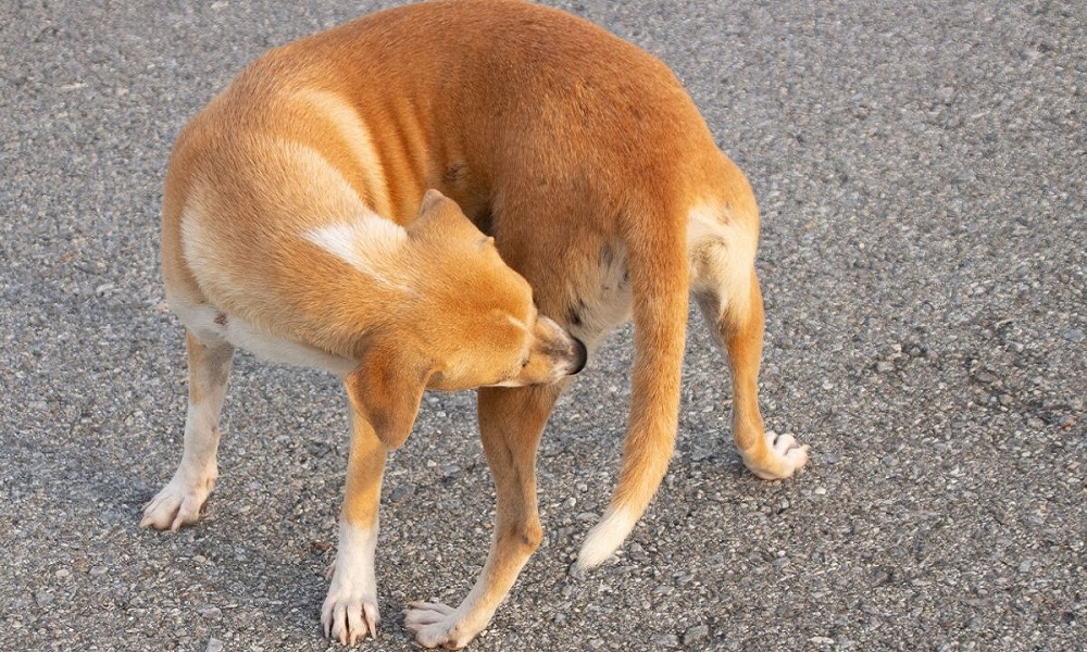 Why Do Dogs Spin in Circles When Excited