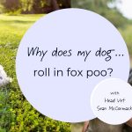 Why Does My Dog Roll in Fox Poo