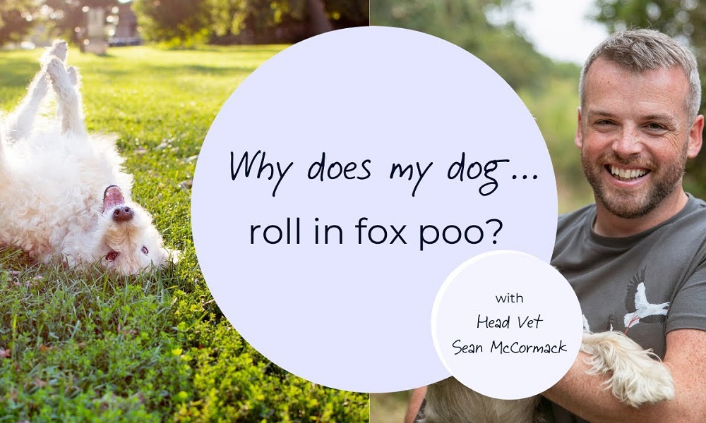 Why Does My Dog Roll in Fox Poo