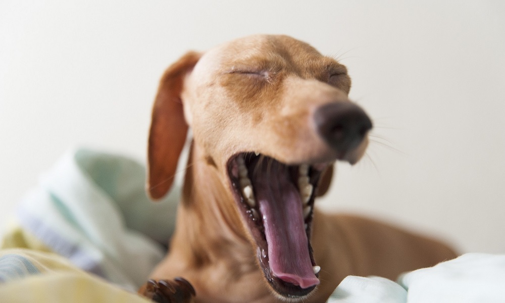 Why Does My Dog Wake Up So Early? Pet Help Reviews UK