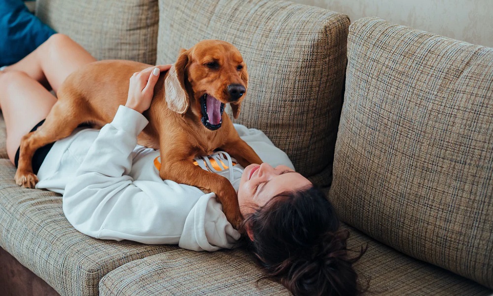 Why Does My Dog Yawn When I Cuddle Him