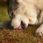 Why is My Dog Eating Soil from My Plant Pots
