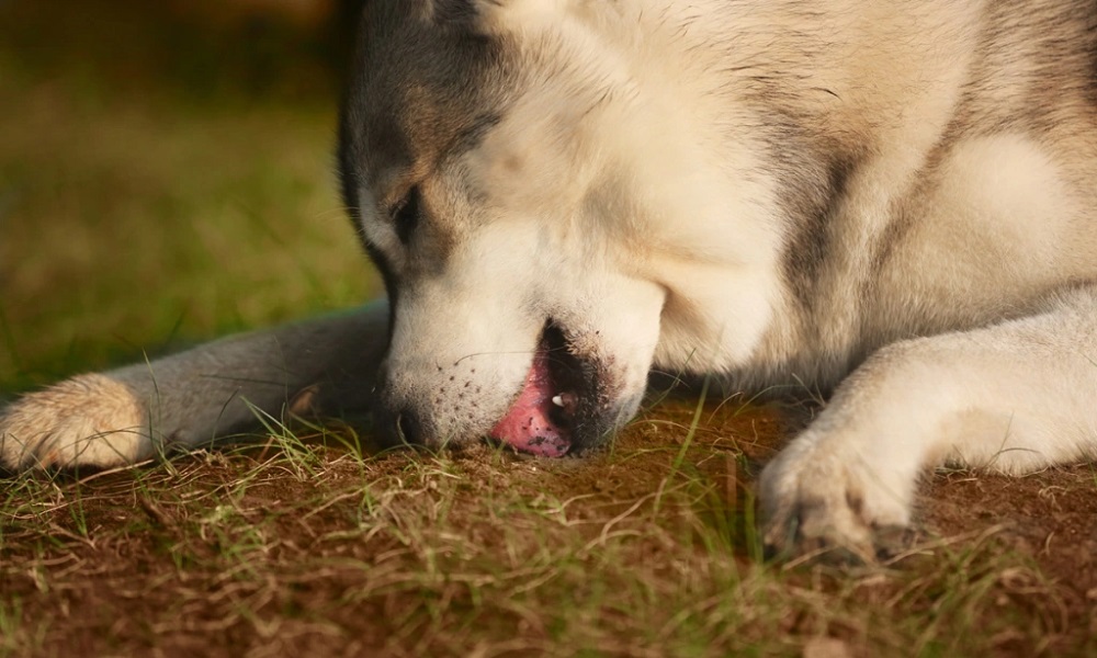 Why is My Dog Eating Soil from My Plant Pots