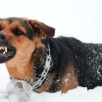 Why is My Dog Growling at Nothing