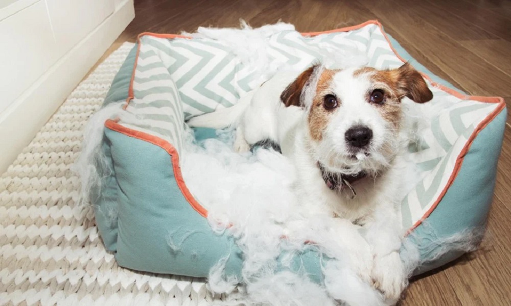 Why is My Dog Ripping Up His Bed