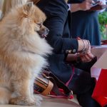 Are Dogs Allowed in Restaurants Uk
