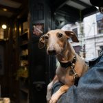 Are Dogs Allowed in Selfridges