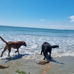Are Dogs Allowed on Boscombe Beach