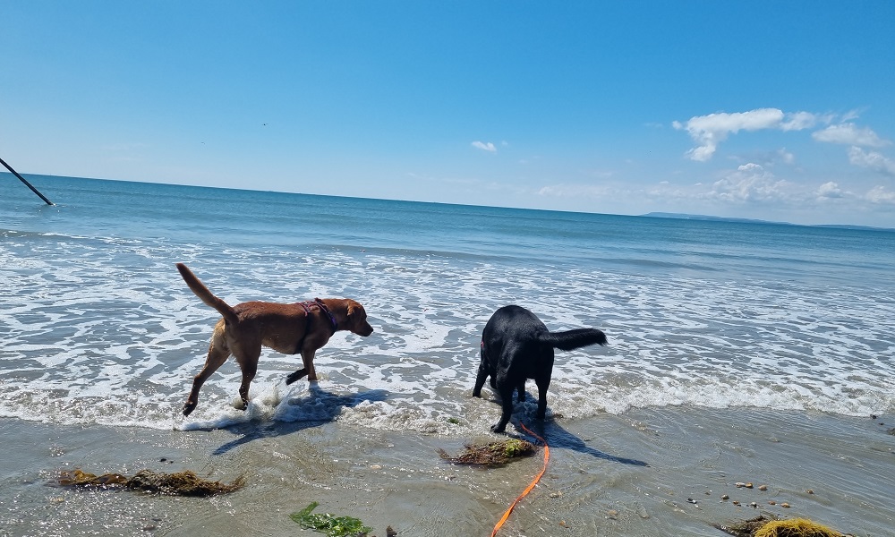 Are Dogs Allowed on Boscombe Beach