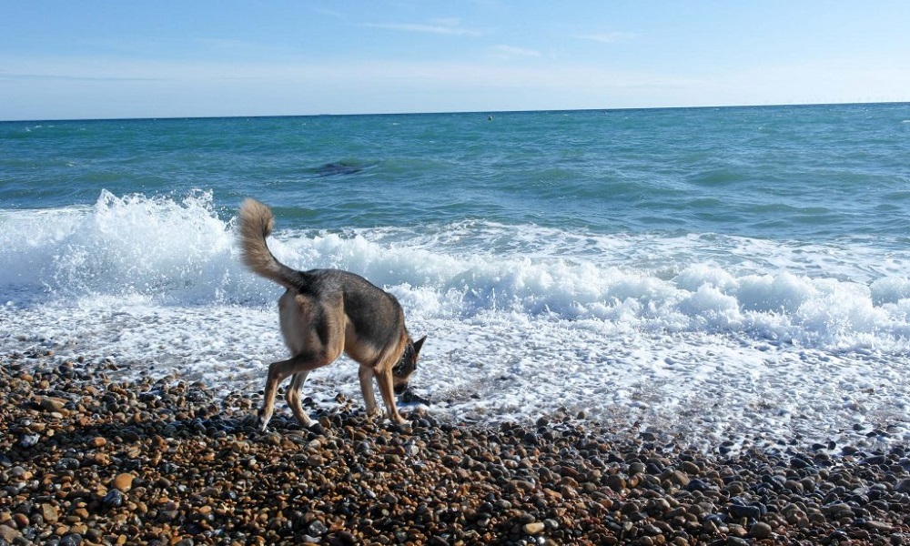 Are Dogs Allowed on Brighton Beach