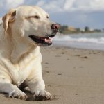 Are Dogs Allowed on Gwithian Beach