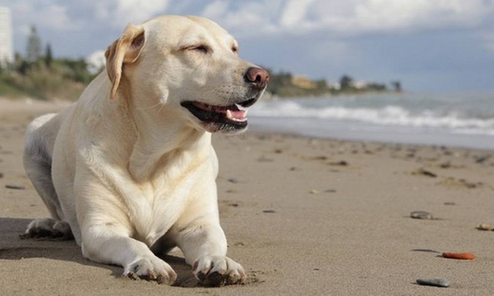 Are Dogs Allowed on Gwithian Beach