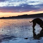 Are Dogs Allowed on Hayling Island Beach