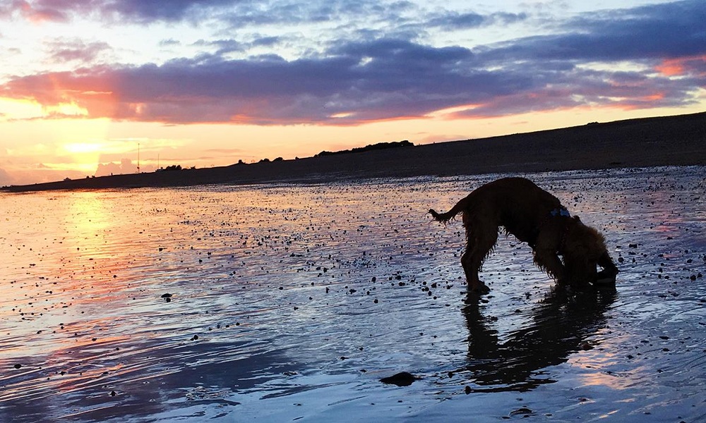 Are Dogs Allowed on Hayling Island Beach