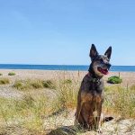Are Dogs Allowed on Littlehampton Beach