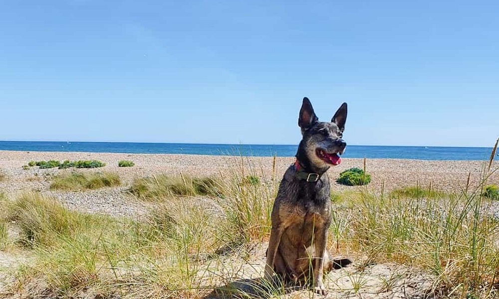 Are Dogs Allowed on Littlehampton Beach