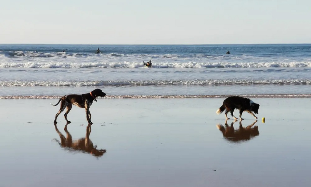 Are Dogs Allowed on Newquay Beach