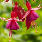 Are Fuschia Plants Toxic to Dogs