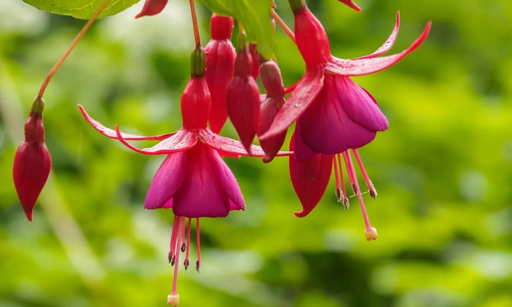 Are Fuschia Plants Toxic to Dogs