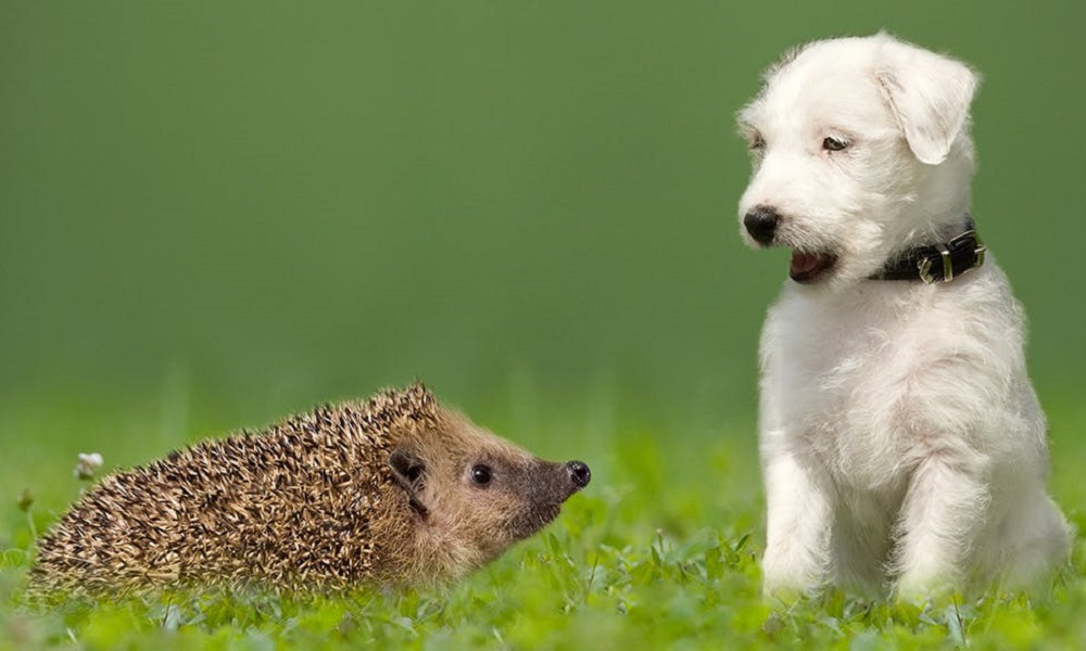 Are Hedgehogs Dangerous to Dogs