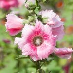 Are Hollyhocks Poisonous to Dogs