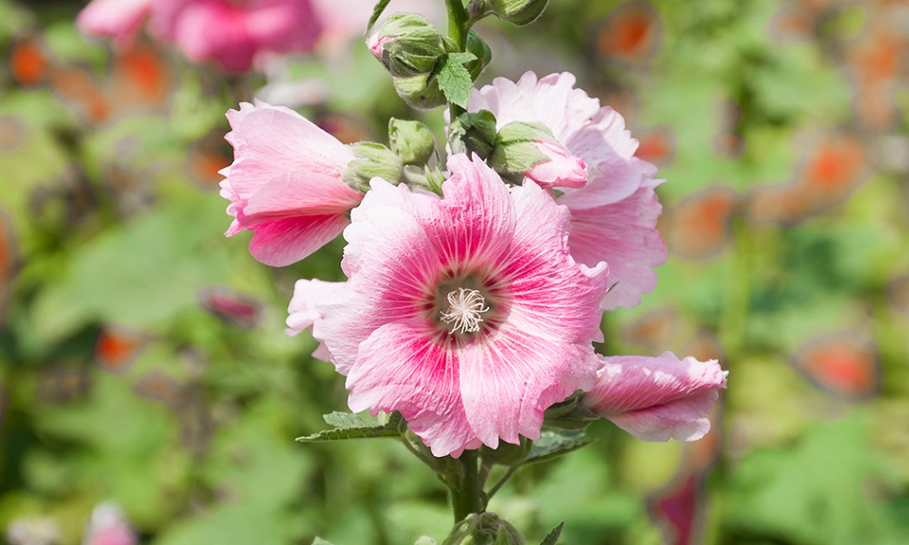 Are Hollyhocks Poisonous to Dogs