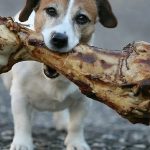 Are Ostrich Bones Safe for Dogs