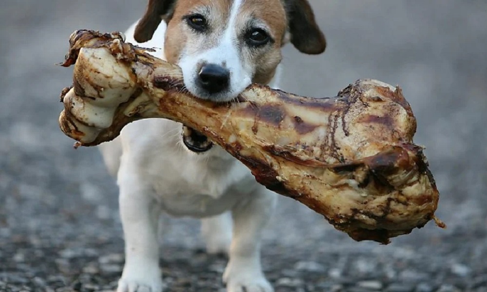 Are Ostrich Bones Safe for Dogs? – Pet Help Reviews UK