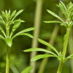 Are Sticky Willies Poisonous to Dogs