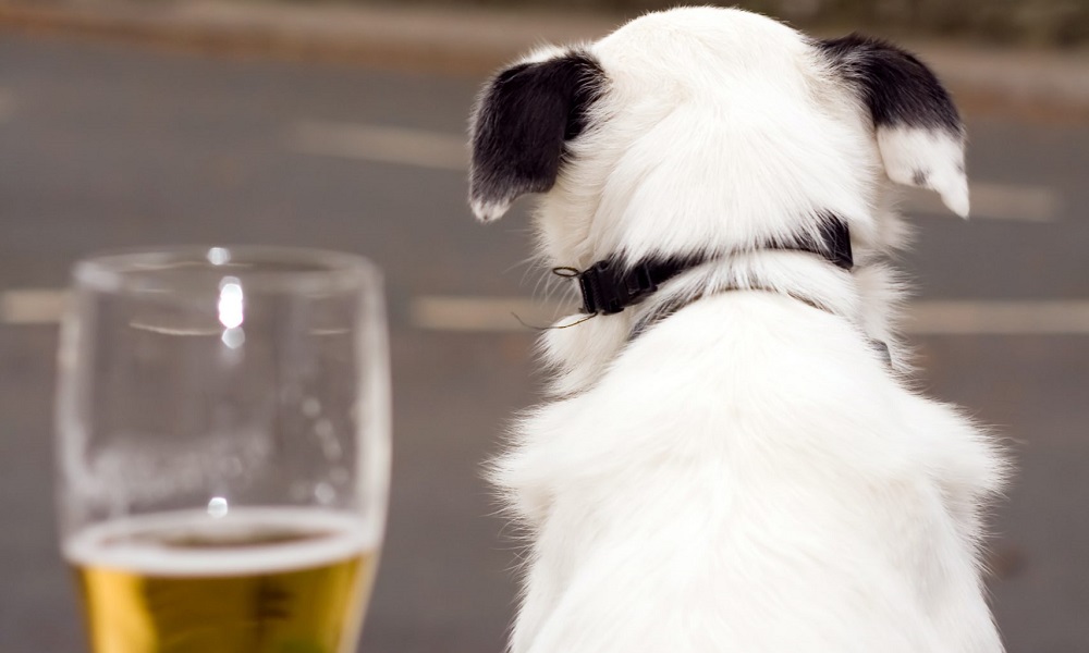 Is Wetherspoons Dog Friendly