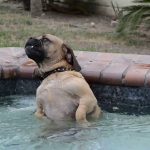 Can a Dog Go in a Hot Tub