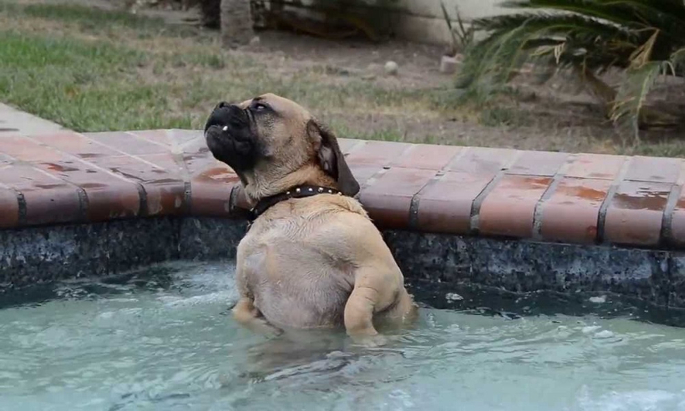 Can a Dog Go in a Hot Tub