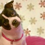 Can a Pregnant Dog Jump around