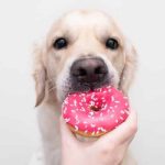 Can Dogs Eat Donuts