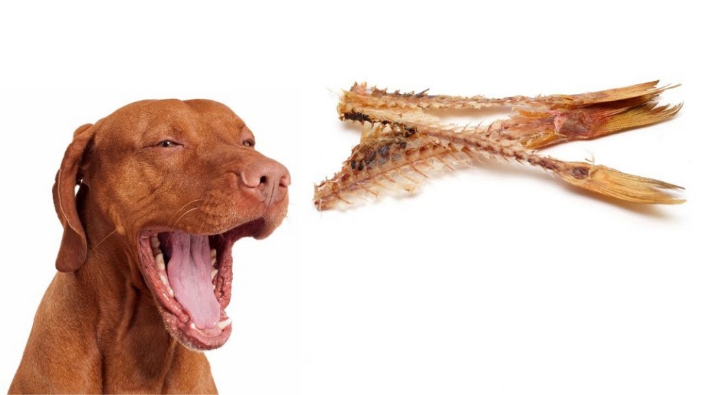 Can Dogs Eat Fish Bones