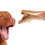 Can Dogs Eat Fish Bones