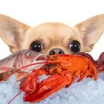 Can Dogs Eat Lobster