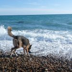 Can Dogs Go on Brighton Beach