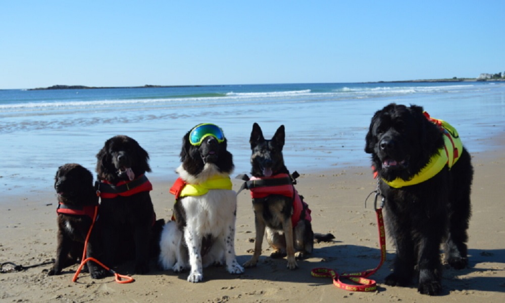 Can Dogs Go on Scarborough Beach