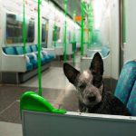 Can Dogs Go on the Tube