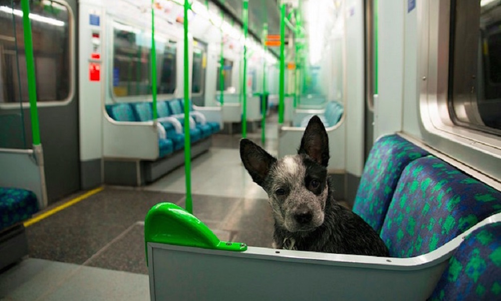 Can Dogs Go on the Tube