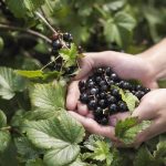 Can Dogs Have Blackcurrants