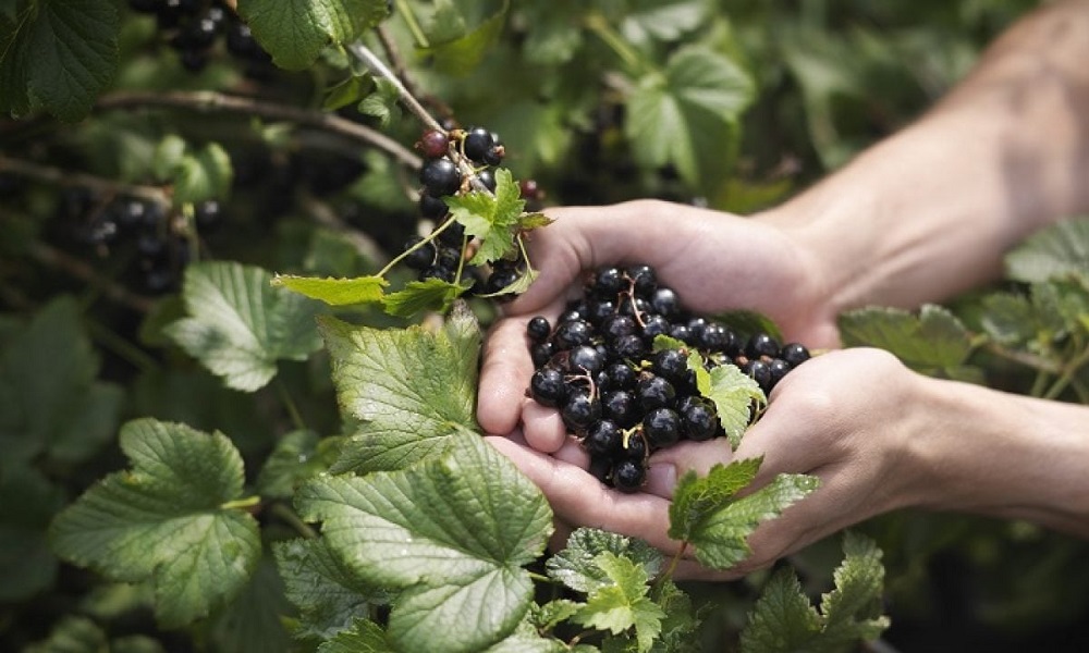 Can Dogs Have Blackcurrants