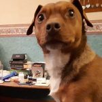 Can Dogs Have Dioralyte